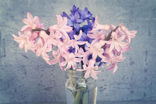 hyacinth flowers pink