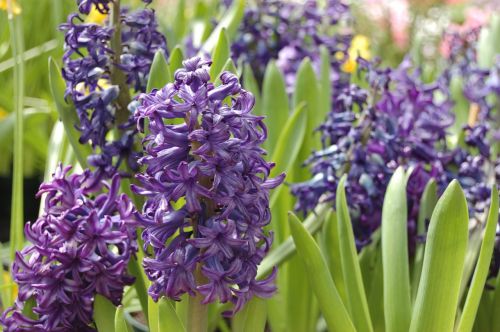 hyacinth bulb purple