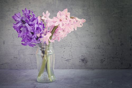 hyacinth flowers vase