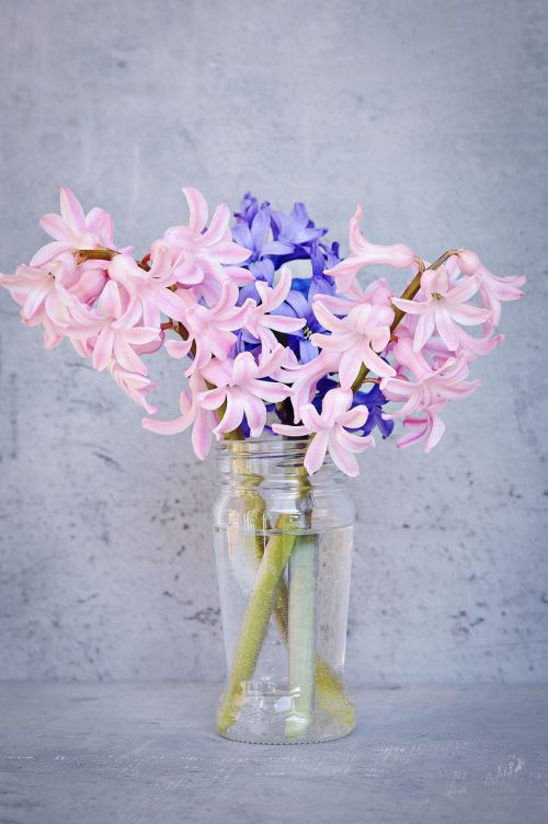 hyacinth pink blue