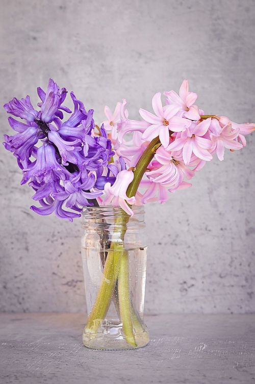 hyacinth pink blue
