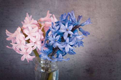 hyacinth flowers spring flower