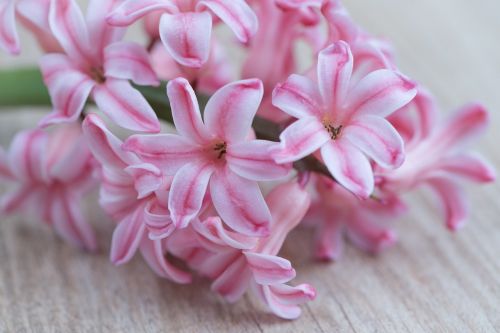 hyacinth flower pink