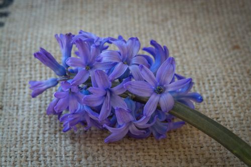 hyacinth flower blue