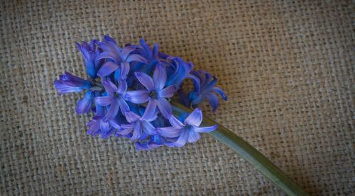 hyacinth flower blue