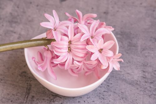 hyacinth pink pink hyacinth