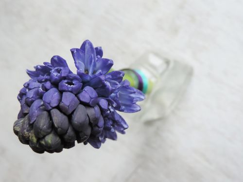 hyacinth purple flower