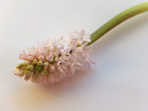 hyacinth pink flower