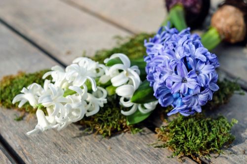 hyacinth hyacinthus flowers