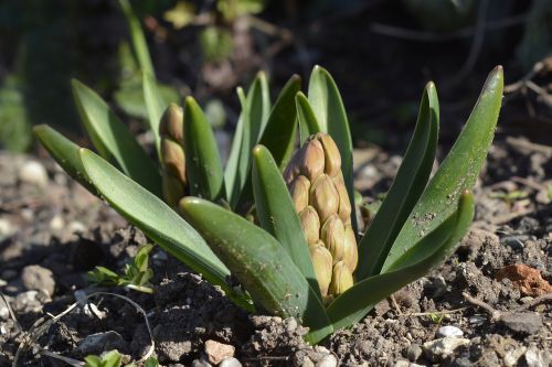 hyacinth bud spring