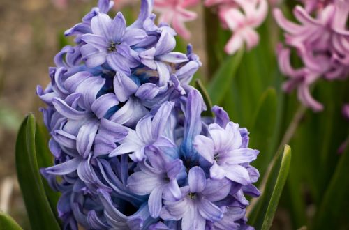 hyacinth flower blue