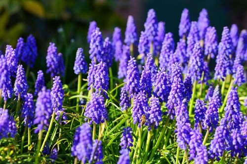 hyacinth flowers blue