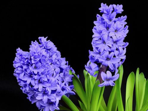 hyacinth flower blossom