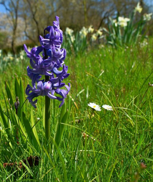 hyacinth flower blossom