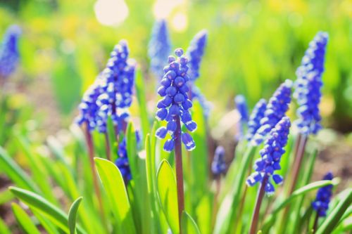 hyacinth spring flowers