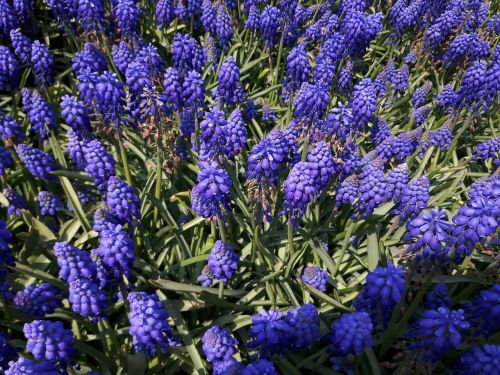 hyacinth purple garden