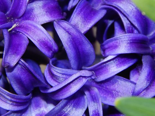 hyacinth spring spring greetings