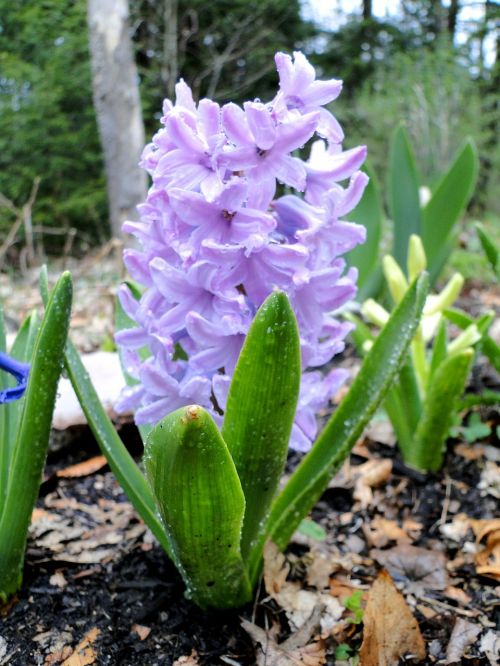 hyacinth flower lavender