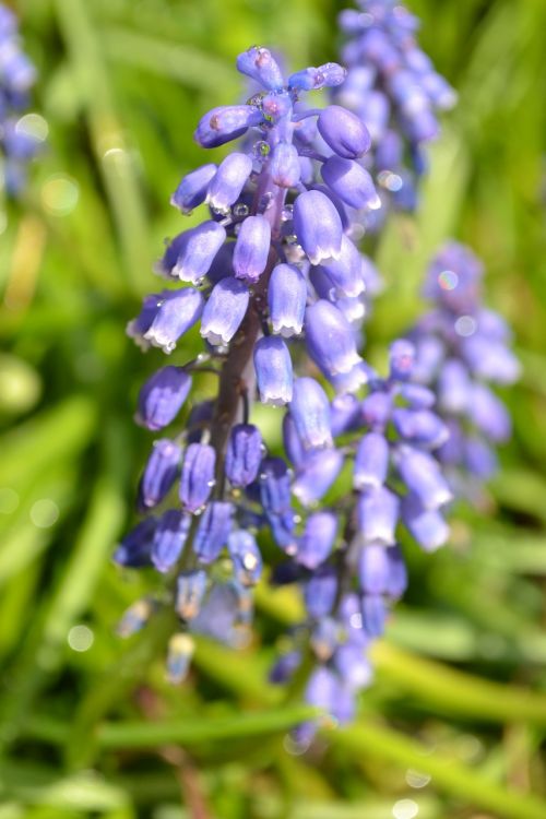 hyacinth flower purple