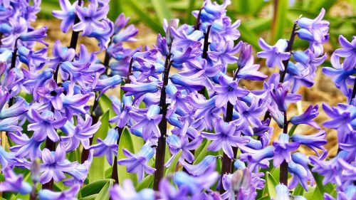 hyacinth jacinth flowers