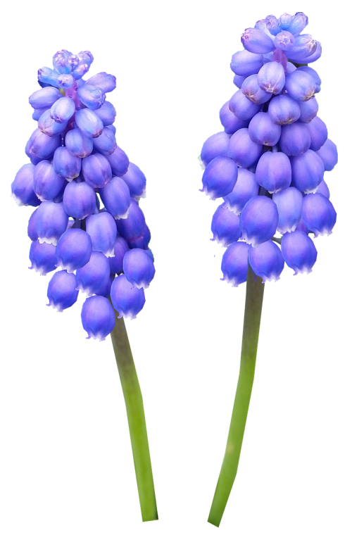 hyacinth bulb blue