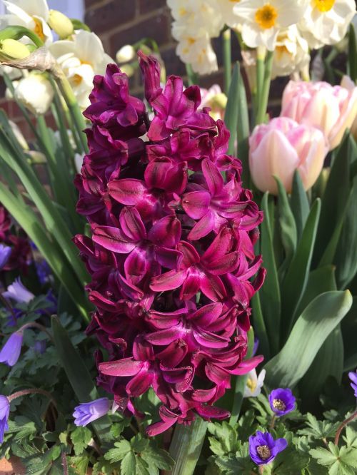 hyacinth flower garden