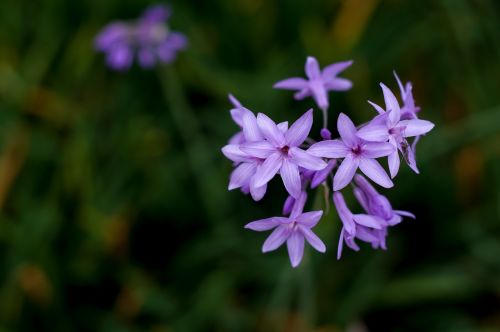 hyacinth spring purple flowers