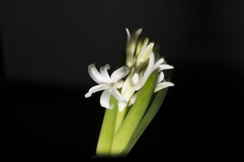 hyacinth jacinto white