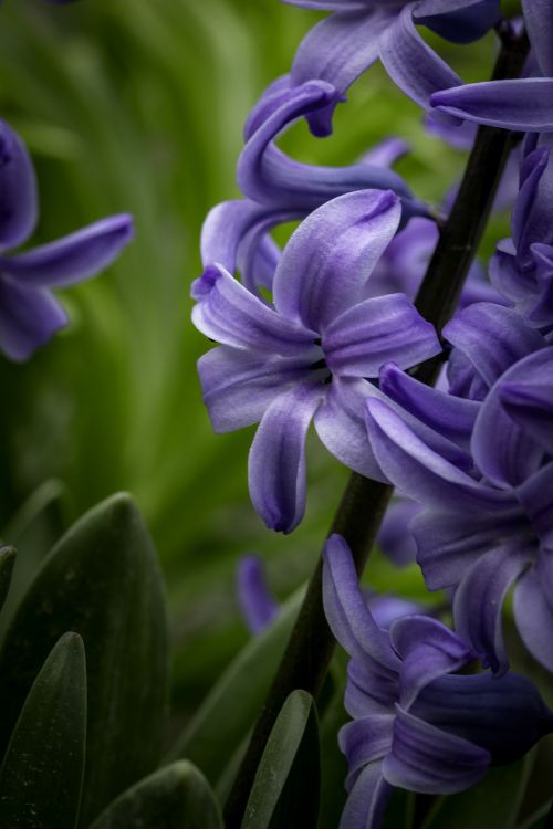 hyacinth flower high contrast