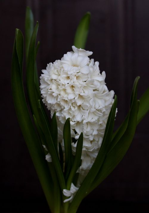 hyacinth white flower