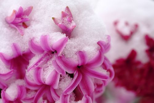 hyacinth blossom bloom