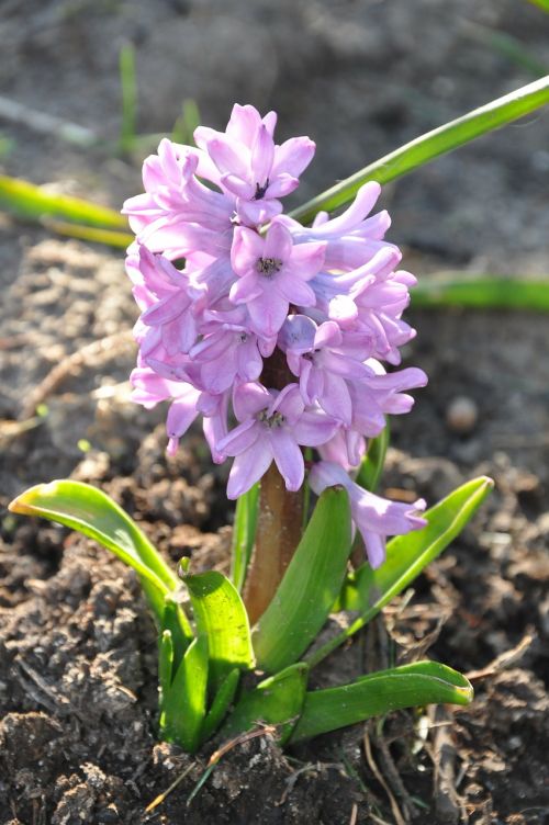 hyacinth flower violet