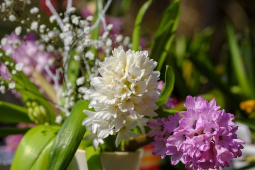 hyacinth flowers spring