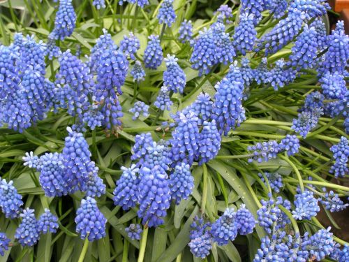 hyacinth wildflowers flowers