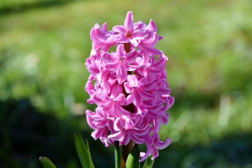 hyacinth flowers spring flower