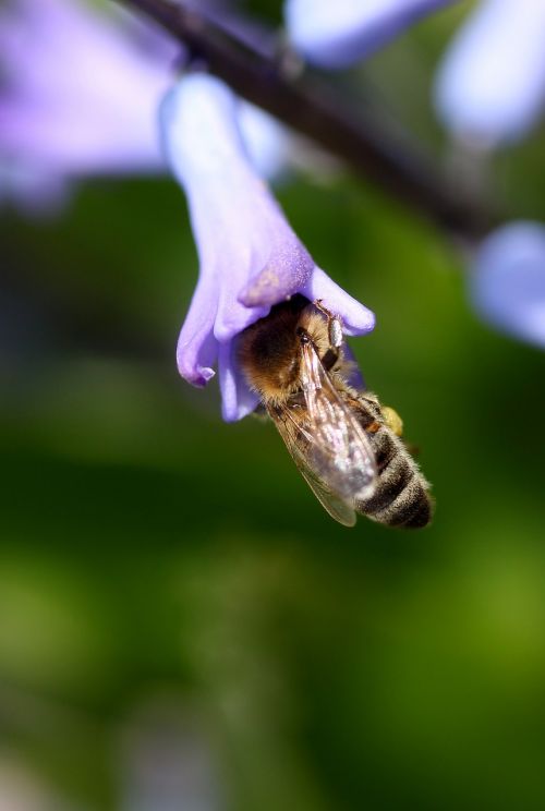hyacinth bee pollination