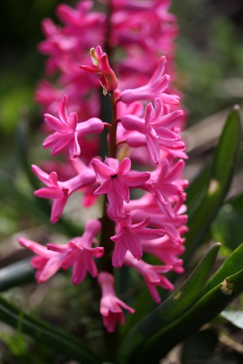 hyacinth pink flower