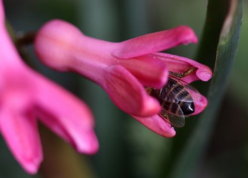 hyacinth bee pollination