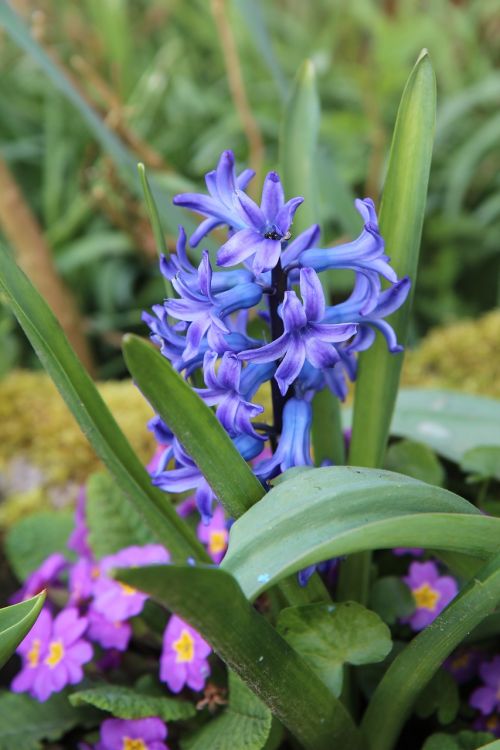hyacinth hyacinth blue spring