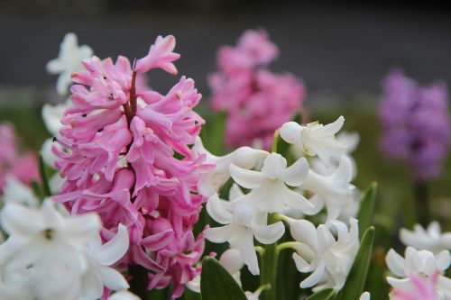 hyacinth hyacinth pink flowering