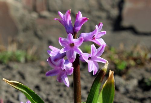 hyacinth spring flowers pink