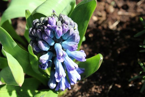 hyacinth  the buds  spring flowers