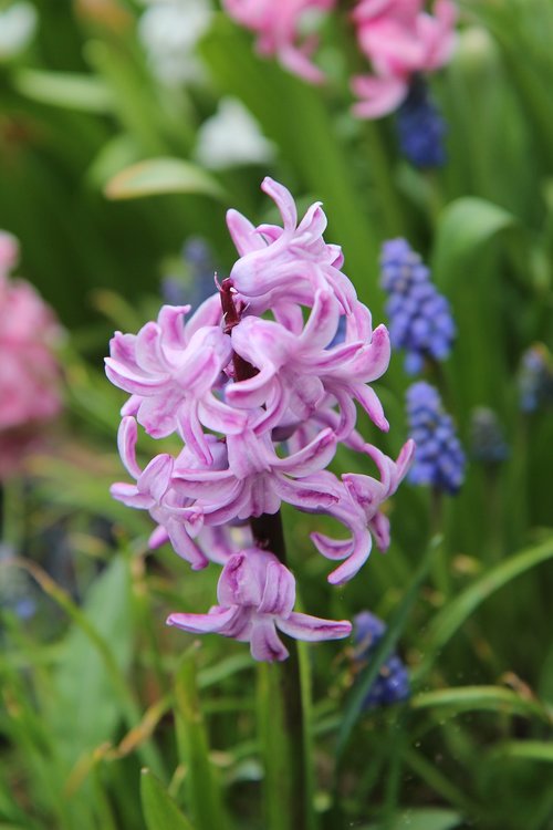 hyacinth  pink  hyacinth pink