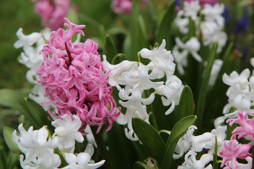 hyacinth  hyacinth pink  flowering