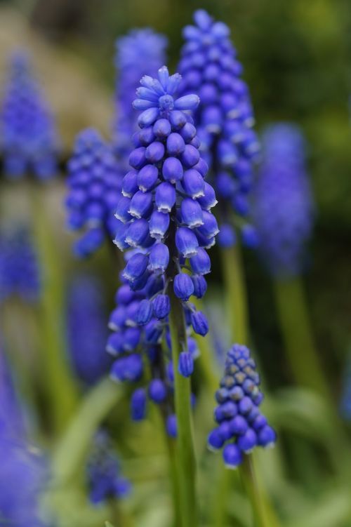 hyacinth flower blue