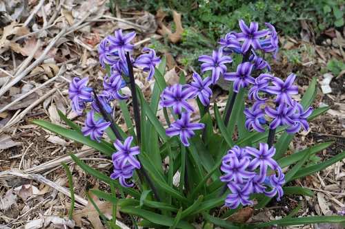 hyacinth  purple  spring
