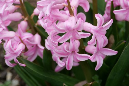 hyacinth  pink  spring