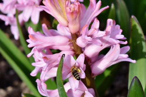 hyacinth  flowers  spring flower