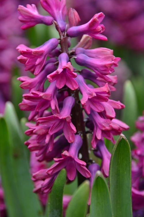 hyacinth bloom purple