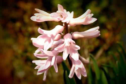 hyacinth garden ornament